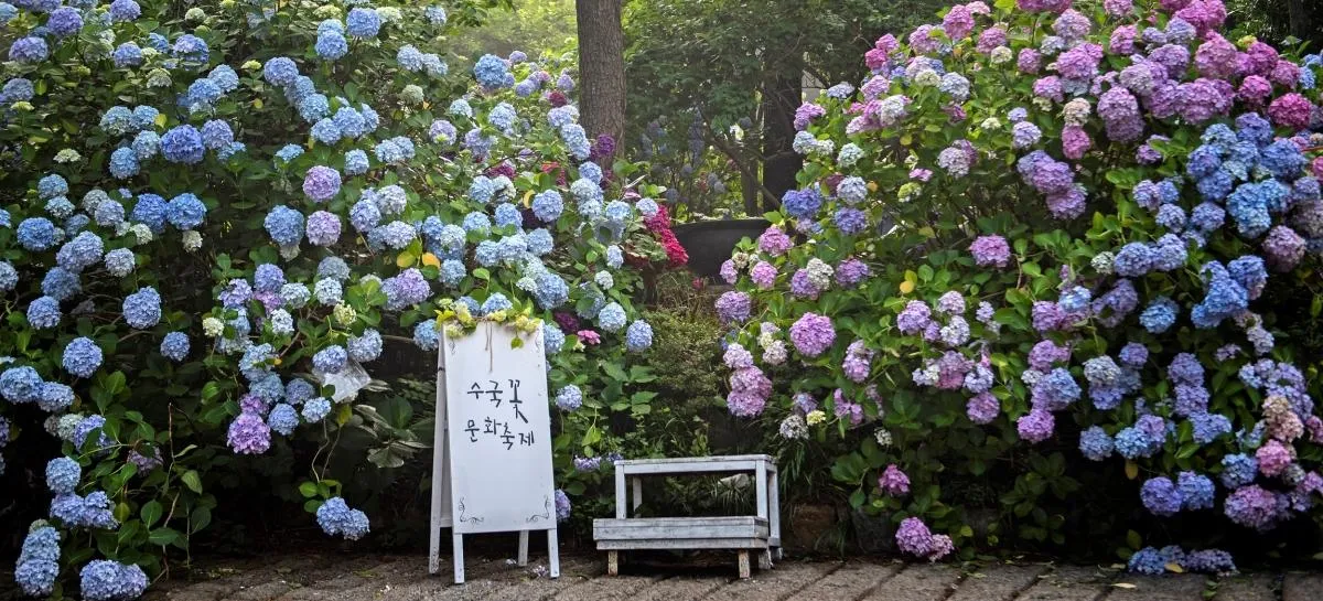 태종대 수국축제 일정 위치 주차팁 꿀정보 정리_7