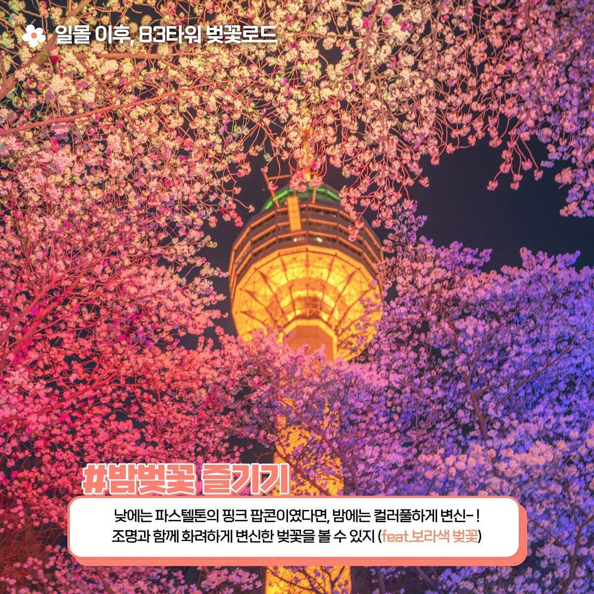 이월드 블라썸 피크닉 벚꽃축제