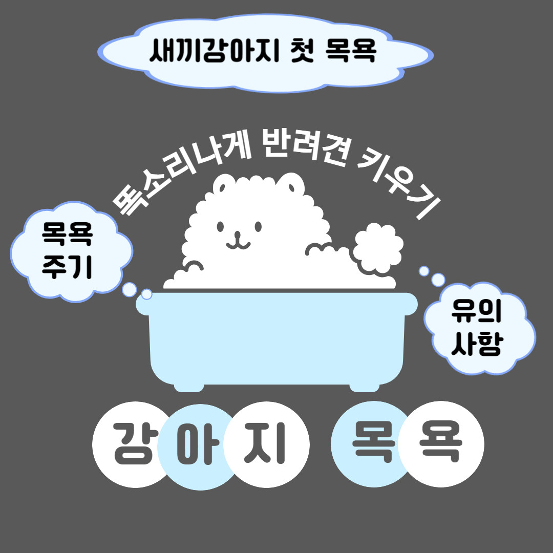 강아지 목욕 정보 총정리