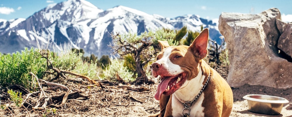 강아지 이물질 삼킴 8