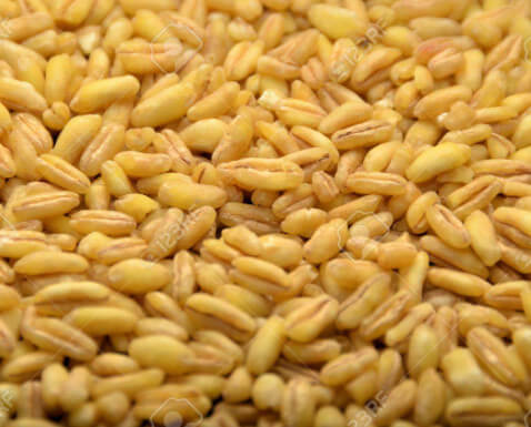 루피니빈(Lupini bean) 콩 효능 부작용 및 활용법 