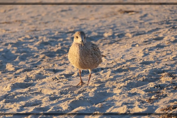 지구가 아파요. 14 극지조류 북극바다갈매기