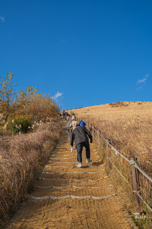제주 새별오름 억새