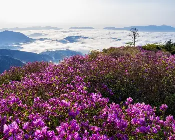 황매산 철쭉축제_6