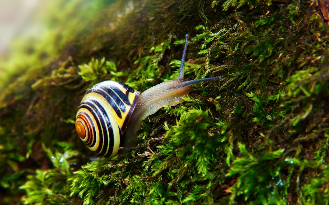 골뱅이는 영어로 sea snail입니다.