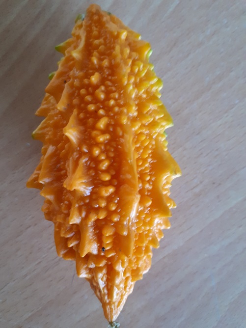 여주 열매 익은 것