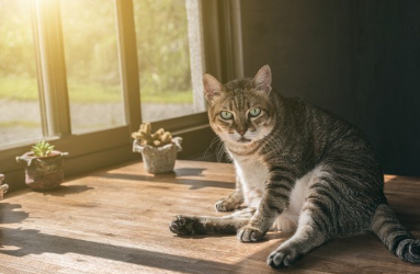 창가에 있는 고양이.