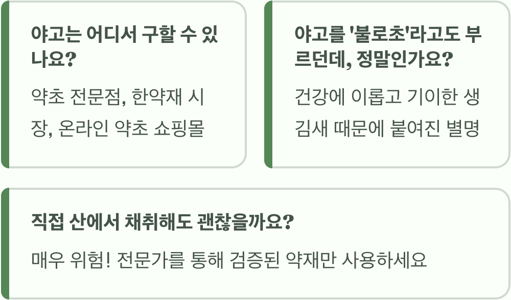 약초 야고 효능 총정리&amp;#44; 해독과 염증에 정말 좋을까?