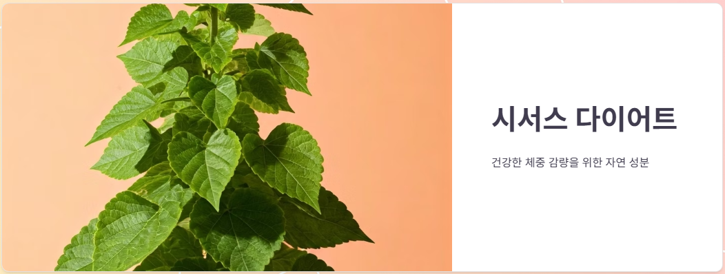 시서스 다이어트 효능 효과, 부작용, 복용방법!