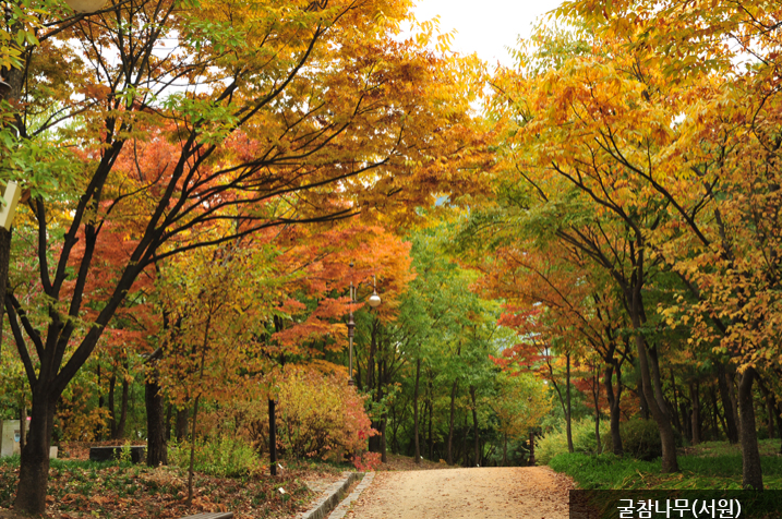 한밭수목원 명소 10선7