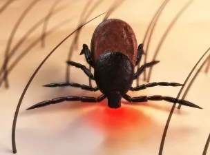 옴 진드기 증상과 치료법, 전염 예방까지 알아야 할 모든 것