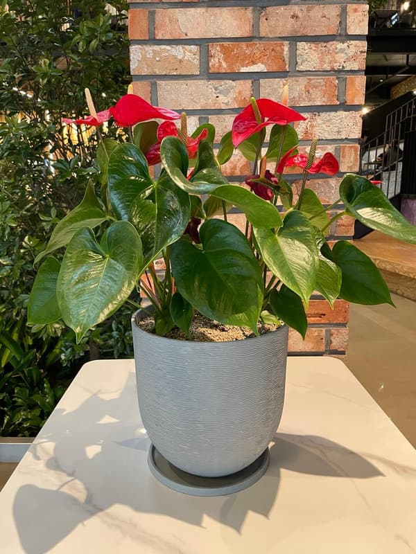 경춘당 카페 - 화분