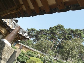 서산 유기방가옥 수선화축제 개화 상황