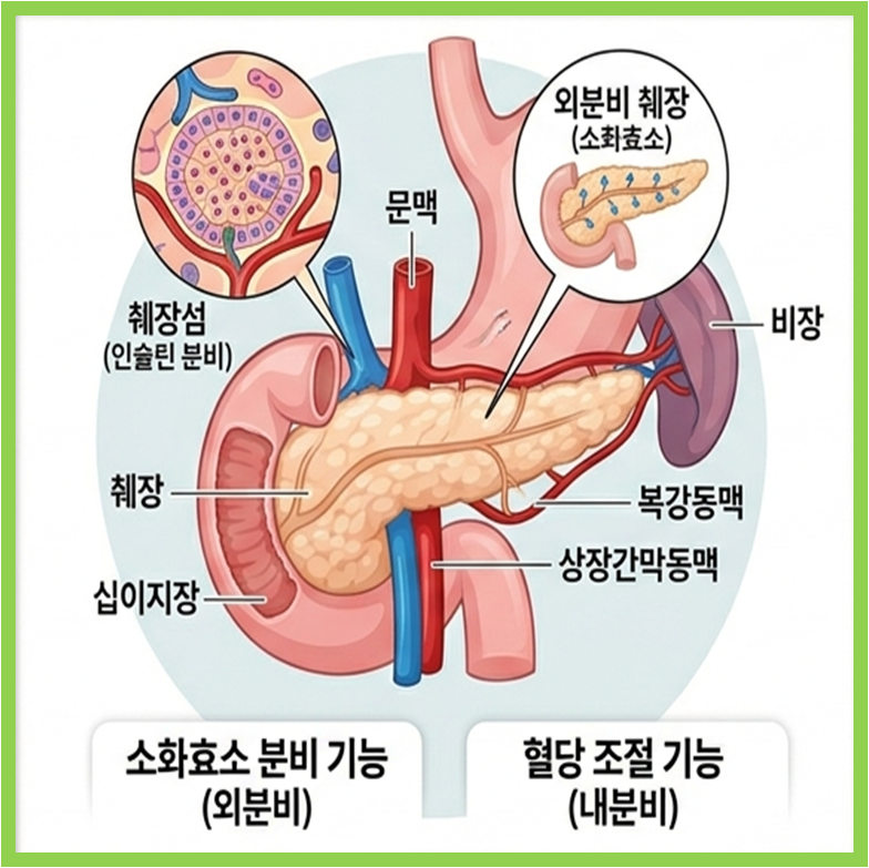 췌장 구조 및 기능