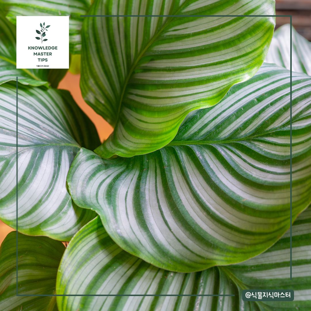 잎 무늬가 예쁜 식물 - 칼라데아 오르비폴리아
