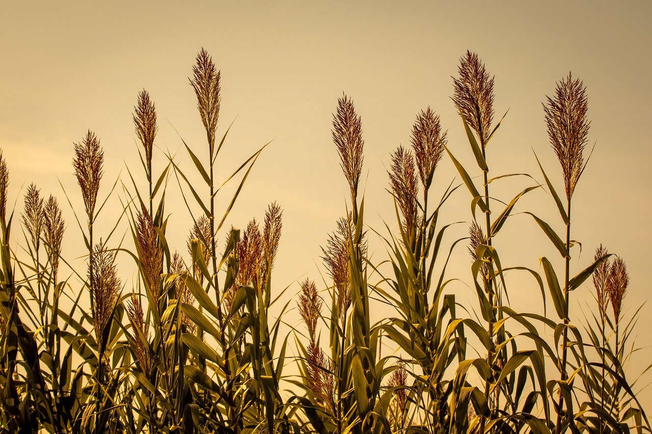순천만 갈대축제