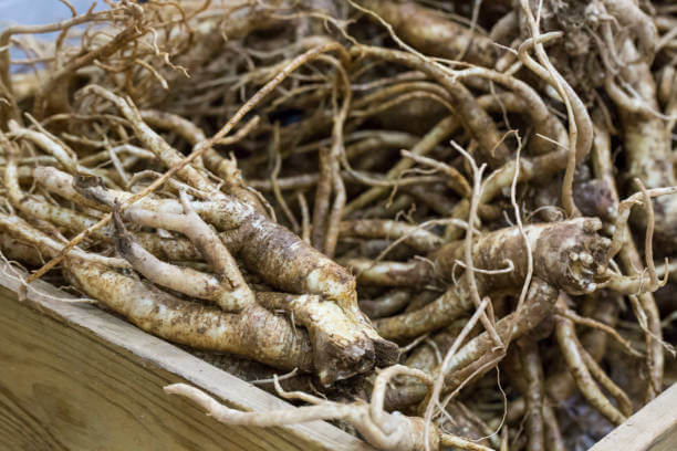 도라지를-재배하여-쌓아둔-모습