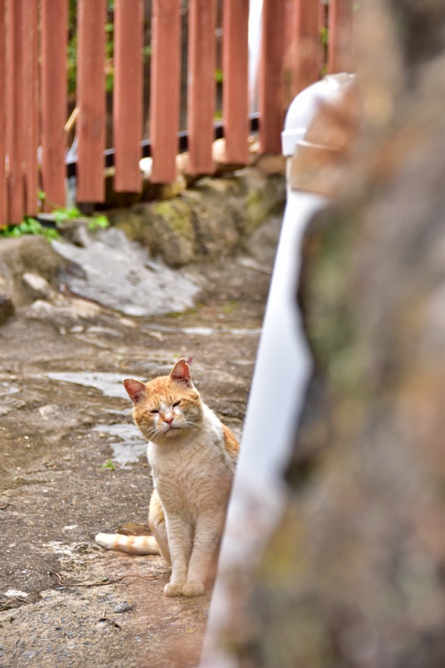 창원시 마산합포구 난포항에서 본 고양이