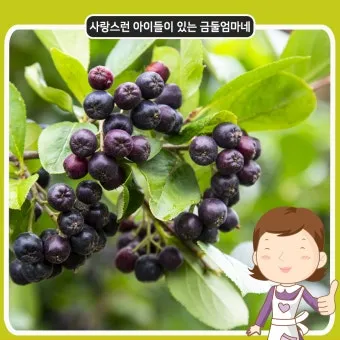 블랙커런트 재배 전정 관리 통풍 확보 병해 줄이기_14