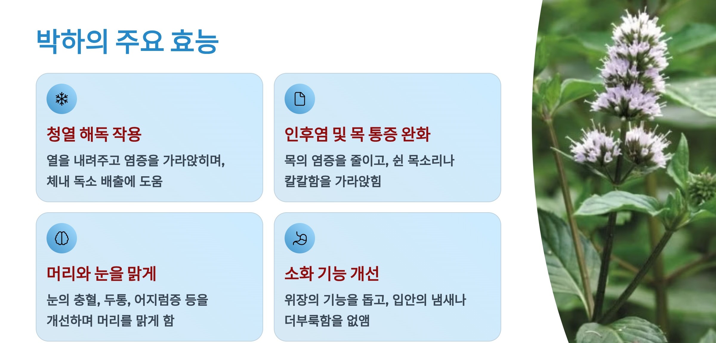 박하 효능