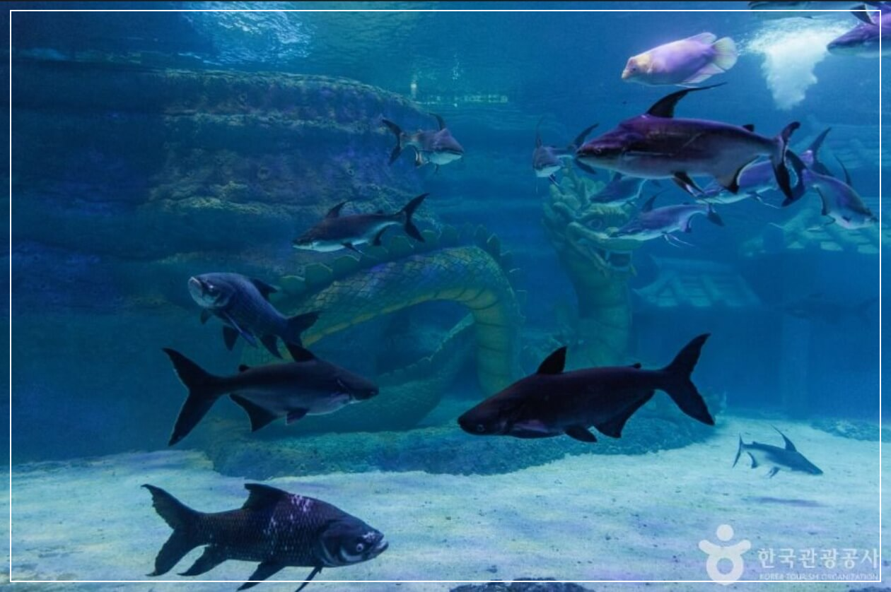 사천 가볼만한곳 베스트10 아라마루 아쿠아리움