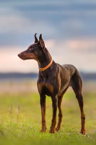 도베르만 핀셔 사진/ 출처:어도비스톡