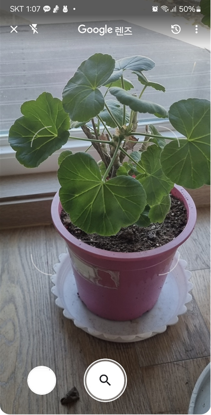 단 한 번의 촬영으로 식물 박사 되기! 🌱 쉽고 빠른 식물 이름 찾기 앱 총정리 (2025최신 & 꿀팁 가득)