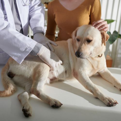 강아지 입냄새 원인과 제거 방법