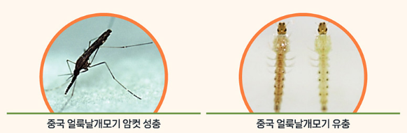 말라리아 모기 이미지