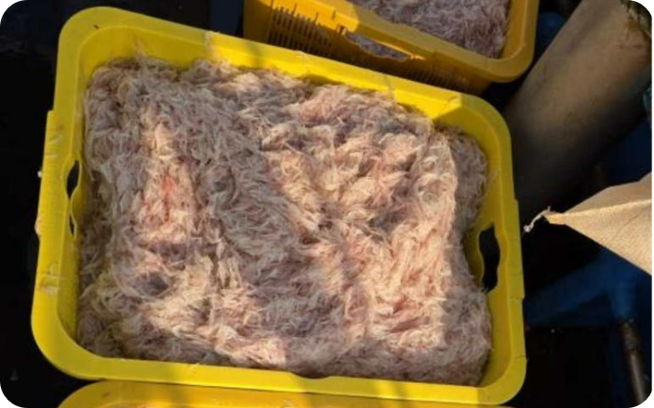 강화 추젓 [사진=강화군 창후어촌계 제공]