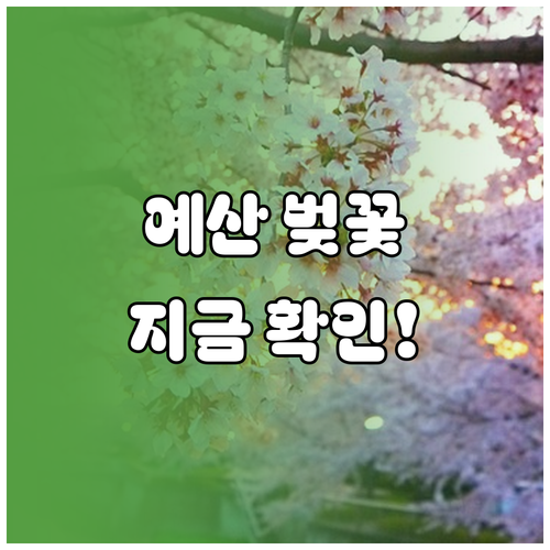 2026년 충남 예산 벚꽃 개화 시기..