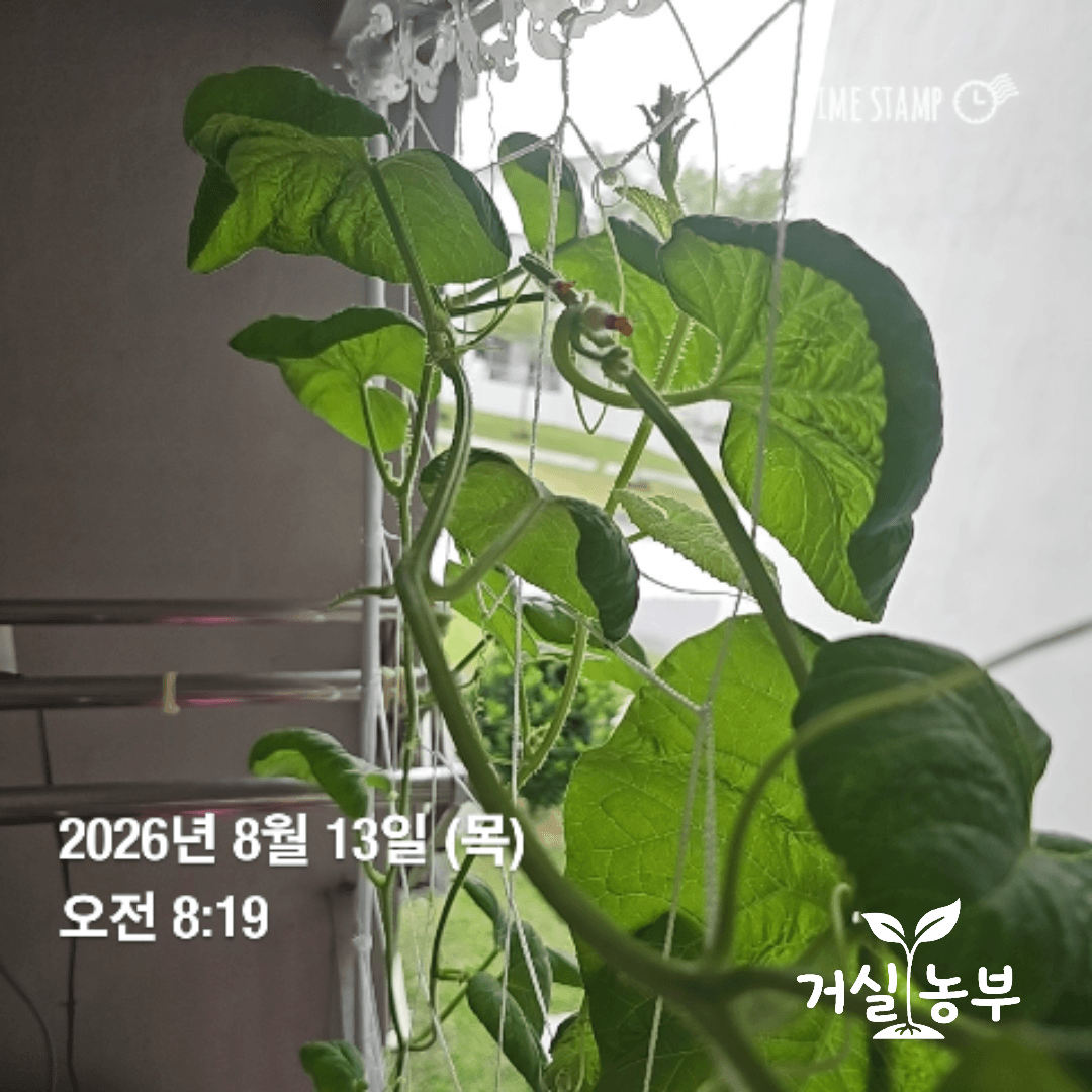 순지르기 전 줄기와 잎이 무성하게 자란 말레이시아 베란다 허니듀