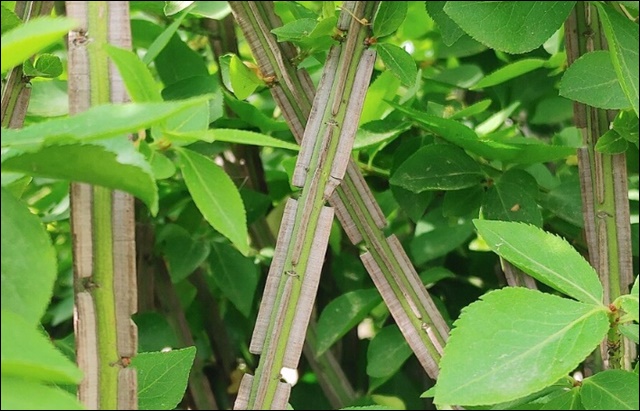 화살나무 효능과 활용법, 알아보고 건강 지키세요