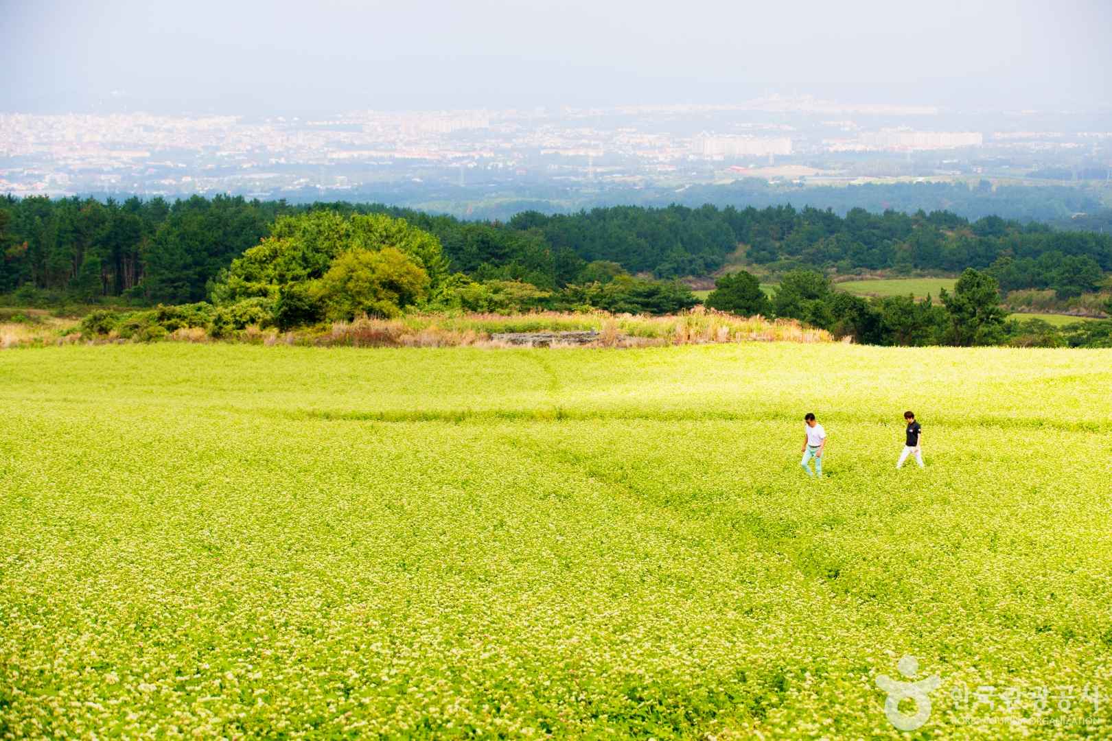 제주 오라동메밀밭