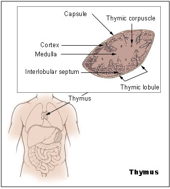 면역 체계의 모든 것 Immune System