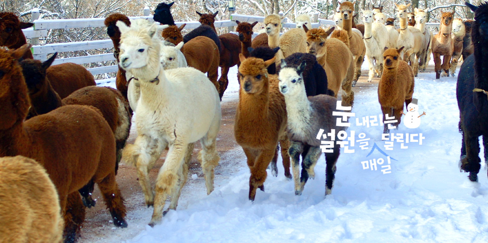 홍천 알파카 월드