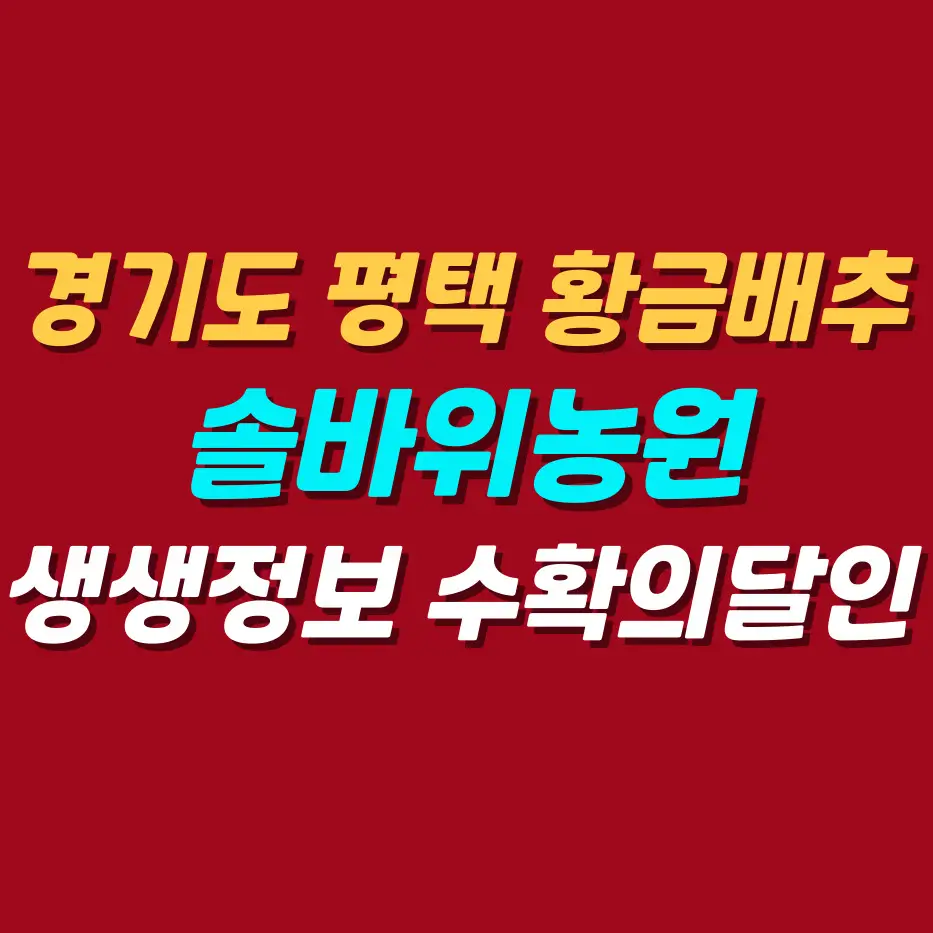경기도-평택-황금배추-솔바위농원