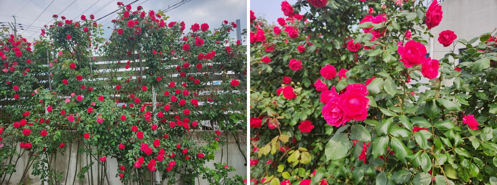 북촌에가면-장미 1