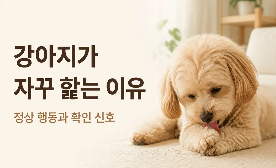 강아지가 자꾸 핥는 이유와 정상 행동 및 확인 신호
