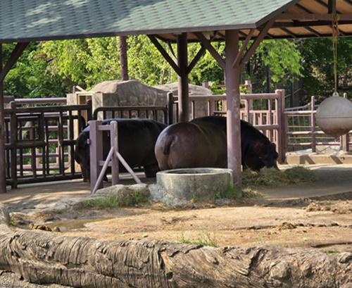 과천서울대공원동물원하마