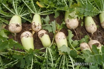 무 재배 솎아주기 토양 소독 비닐 멀칭_6