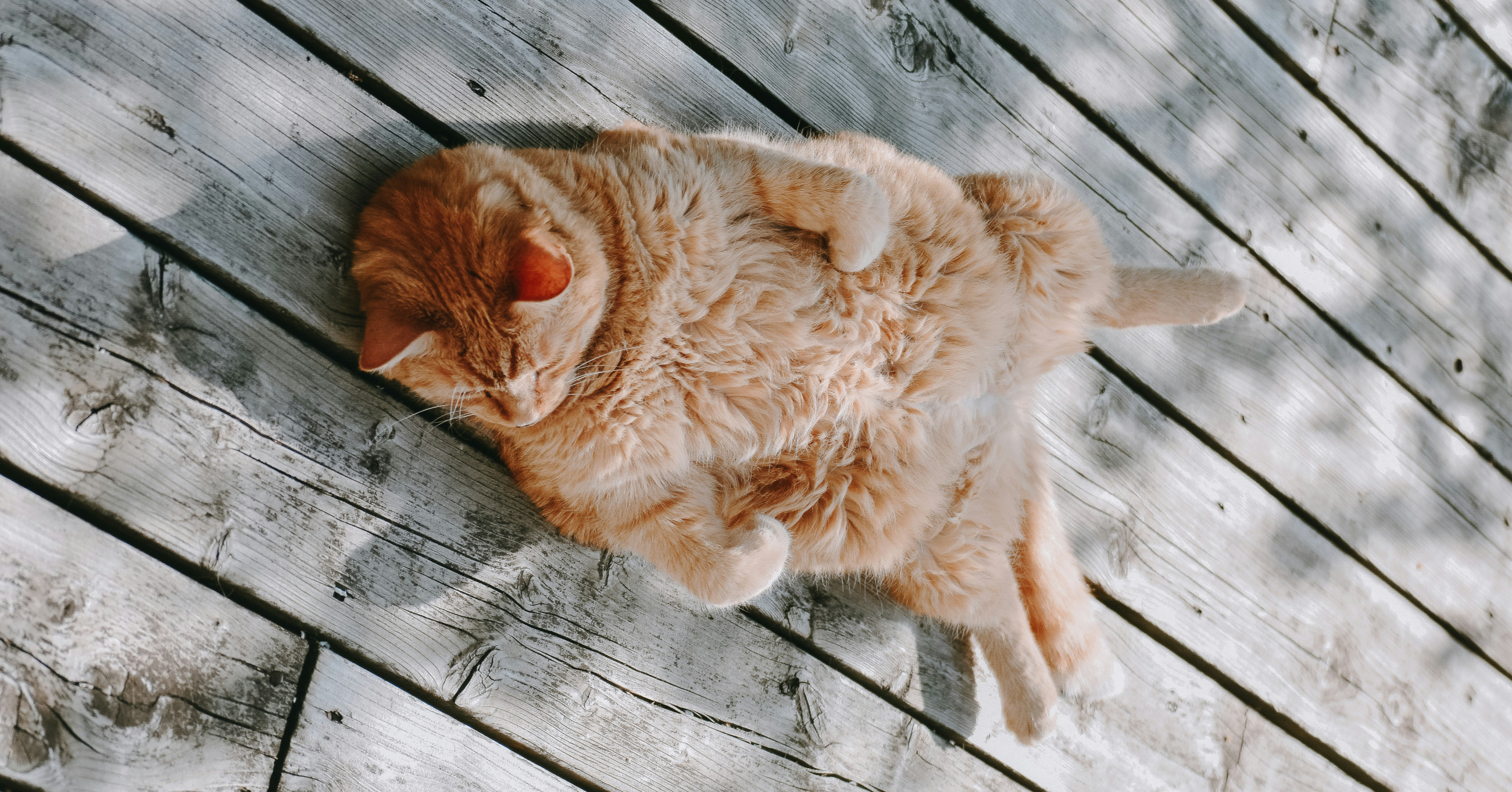 고양이가 누워있는 모습