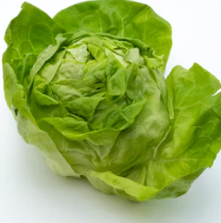 양상추 효능 부작용 고르는법 칼로리