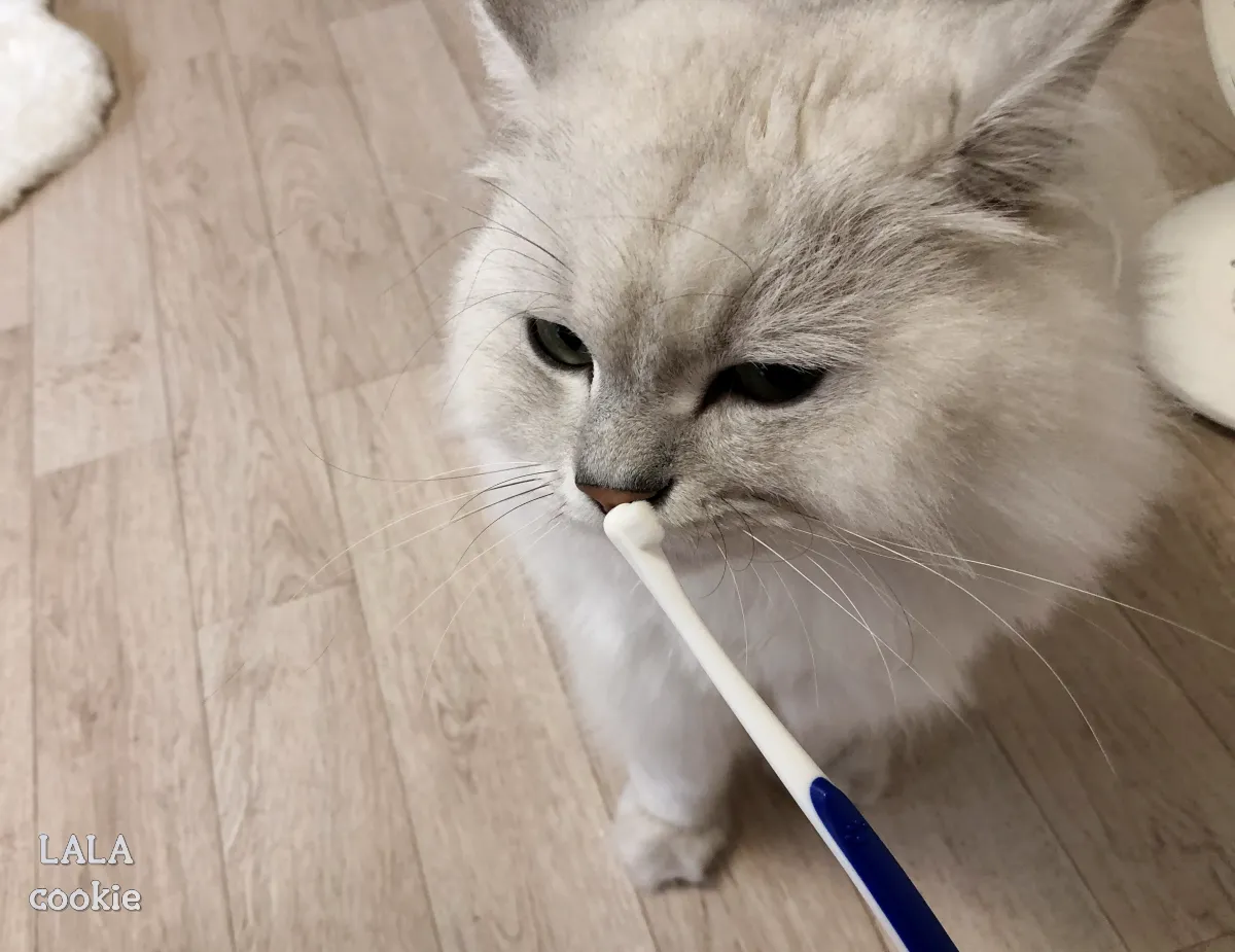 고양이-칫솔-관심-가지는-고양이