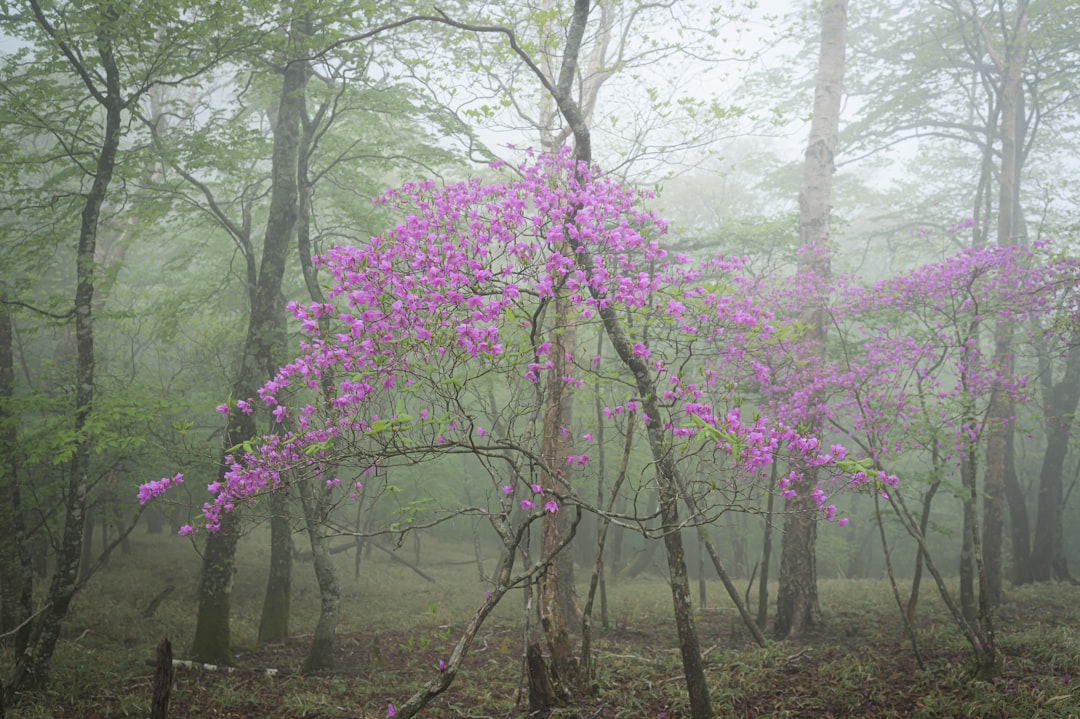 Azalea