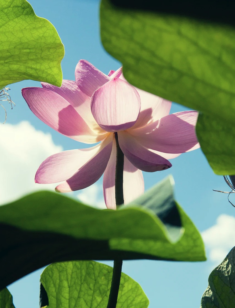 연자육 효능 먹는법 어디에 좋은가?