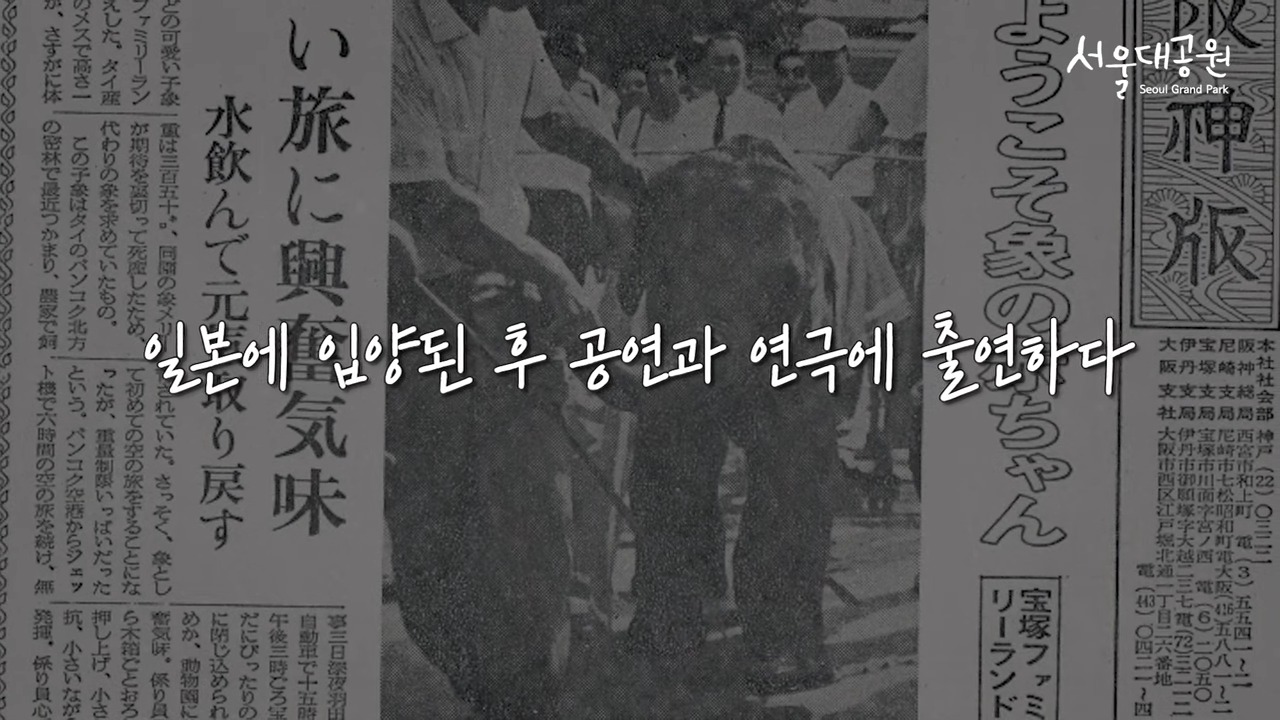 서울대공원 코끼리 사쿠라