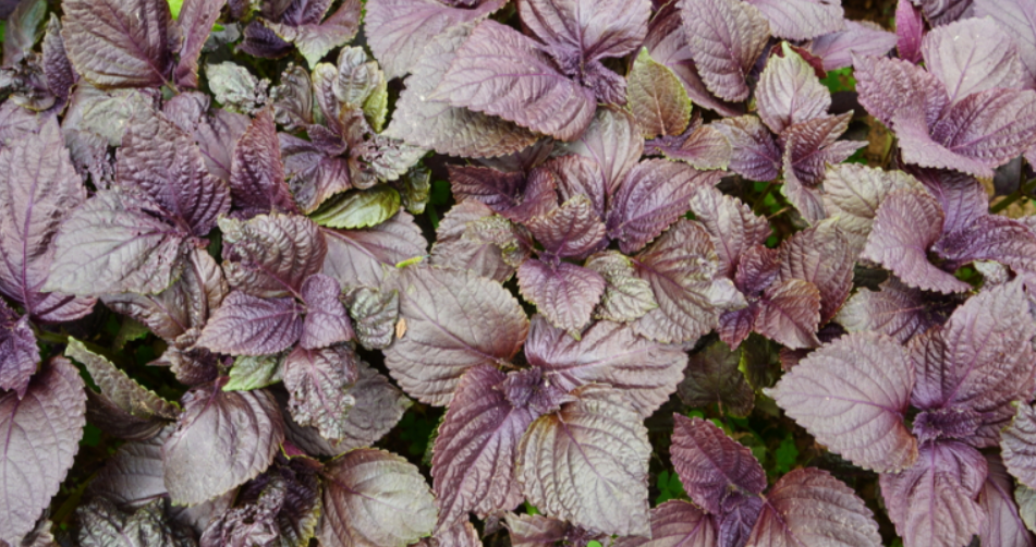 탈모에 좋은 자소엽