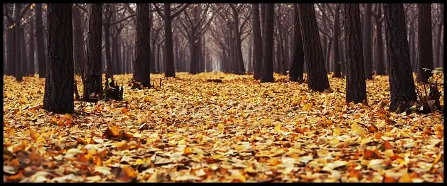 2024 내장산 단풍축제 기간 (국립공원)
