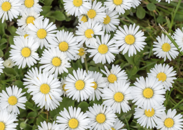 캐모마일 부작용